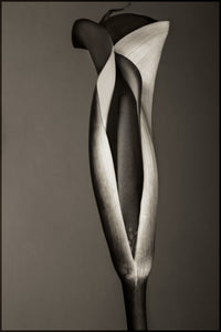 Calla Lily #7