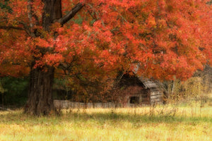 Sheltering Tree