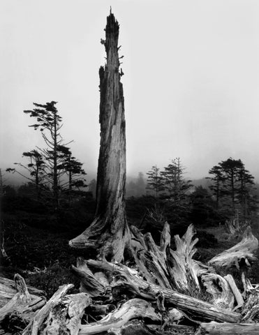 Last Light; Cape Meares, Oregon
