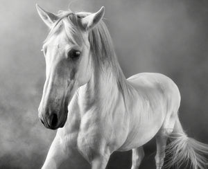 Andalusian Horse Study 13