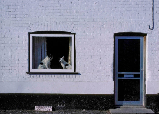Dogs In Window