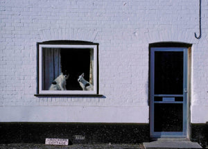 Dogs In Window