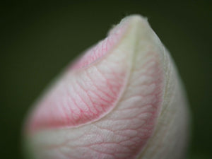 Pink Flower Painting