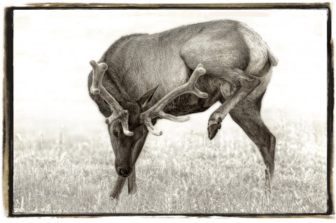 Elk I