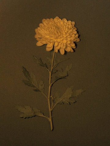 Chrysanthemum In Yellow