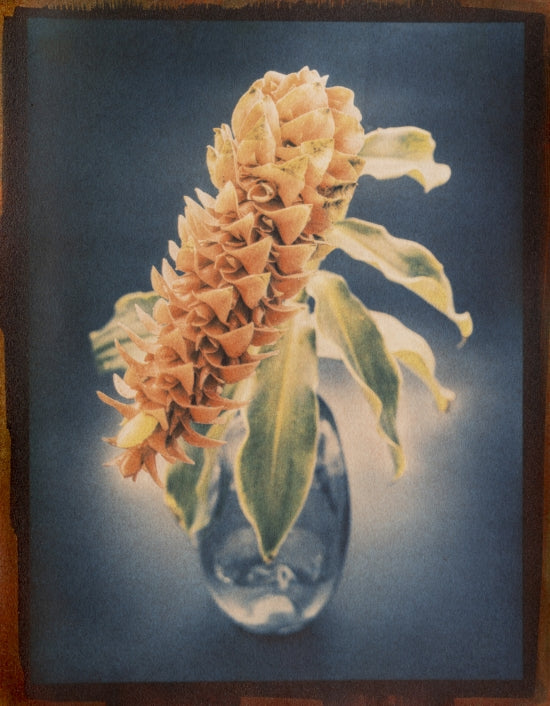 Costus Spiralis