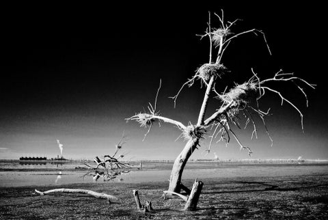 Tree, Nests - Salton Sea