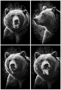 Bear In A Photo Booth