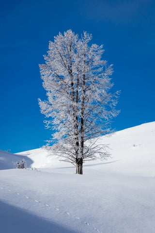 Ice Coated Tree