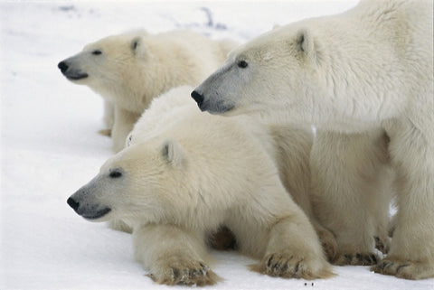 Polar Bear Mother  & Cubs
