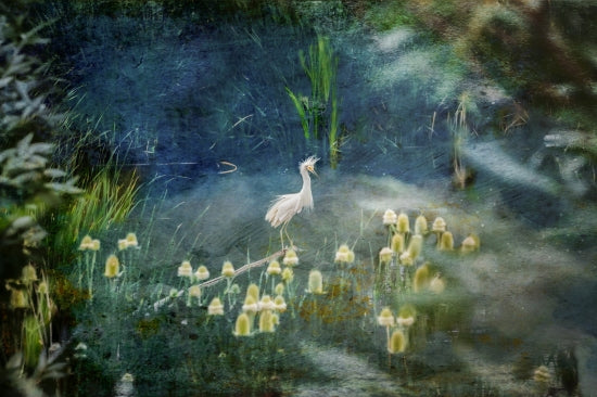 Evanescence #10 (egret)