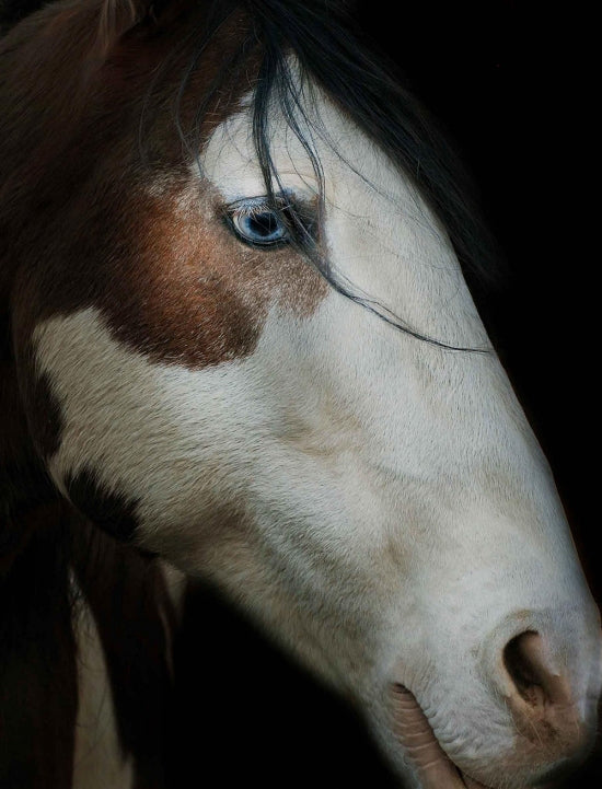 Blue Eyed Mustang