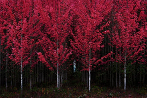 Red Trees At Dawn