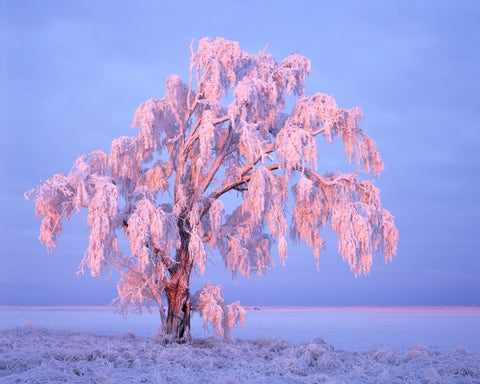 Frost Covered Tree At Sunrise
