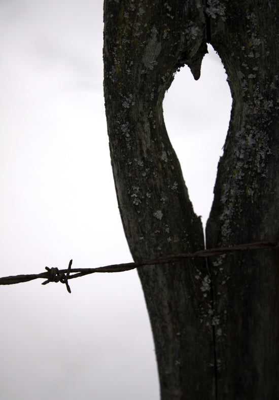 Barbed Wire Kisses