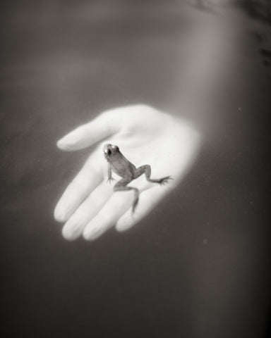 A Frog In The Hand