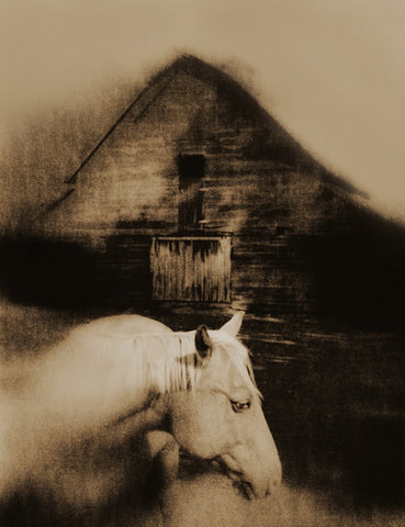 A Horse Called Memory