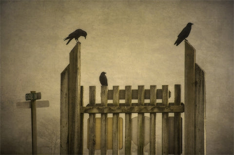 Crows Three