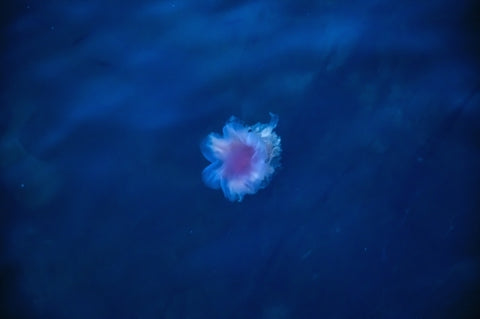 Nordic Jellyfish