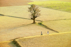 Bantoli Tree