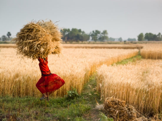 Harvest