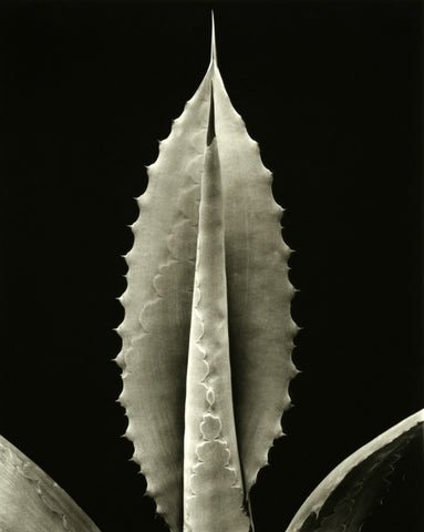 Agave Pachycentra