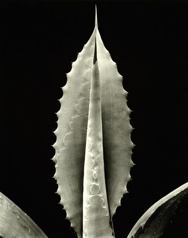 Agave Pachycentra