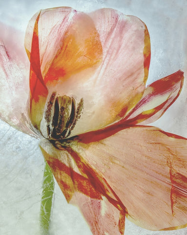 Tulip