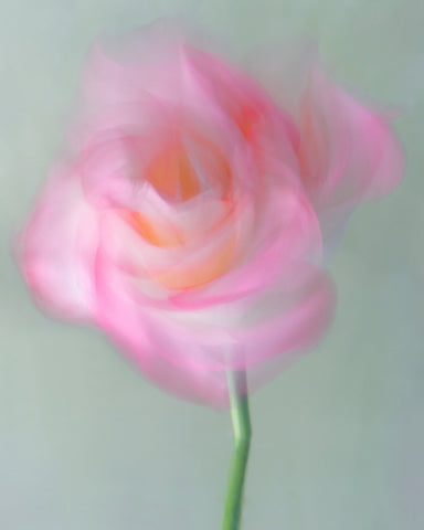 Rose/ Pink & A Littl Bit Of Orange